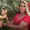 मिलिए संतोष देवी खेदड़ से, राजस्थान में 45 डिग्री तापमान में उगा दिए ...