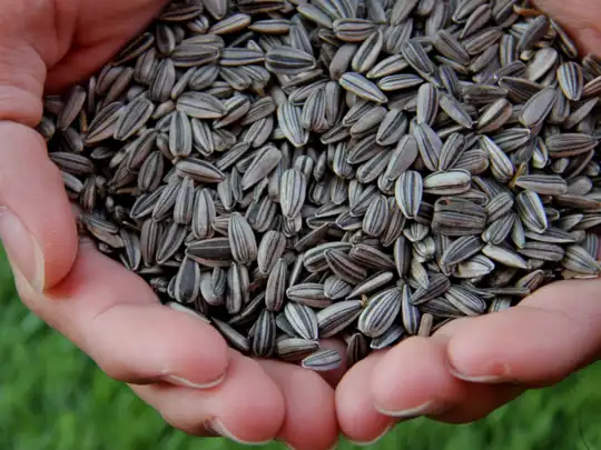 Sunflower - (સૂર્યમુખીના બીજ)