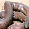 Red Sand Boa,અંધશ્રદ્ધા અને કાળા જાદુને કારણે લાખોમાં વેચાય છે આંધળી ...