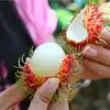 Rambutan Health Benefits | റംബൂട്ടാന്‍ കഴിച്ചാല്‍ ഗുണം പലത്.- Health ...