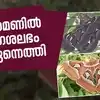 Naga Shalabham in Vagamon: വാഗമണിൻ്റെ കുളിര് തേടി നാഗശലഭങ്ങൾ; ചിറകുക ...