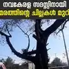 Banyan Tree Cut For Nava Kerala Sadas,നവകേരള സദസ്സ് ബസ് കടന്നുപോകാൻ 100 ...