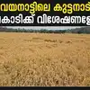 Wayanad Gandhakasala Rice: ഏഴ് മാസം രാപ്പകലില്ലാതെ അധ്വാനം; ഗന്ധകശാല ...