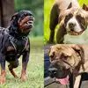 Banned Dogs In India,മനുഷ്യ ജീവന് ഭീഷണി; ഇരുപതോളം വിദേശയിനം നായകളെ ...