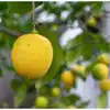 Mahasivarathiri Festivities Lemon Sold For 35000 At Auction ...
