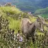 Munnar Rajamala Trip,സഞ്ചാരികളെ മാടിവിളിച്ച് മൂന്നാർ, രാജമലയുടെ അഴകായി ...