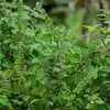 Plants As Per Vastu,കിണർ പരിസരത്ത് തുളസി തനിയെ വളരുന്നുവോ, എങ്കി ...