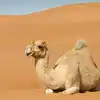 Diploma In Camel Studies,ഒട്ടകത്തെ വളര്‍ത്തുന്നതിലും പരിചരിക്കുന്നതിലും ...