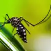 Dubai Municipality Mosquito Smart Trap,കൊതുകുകളെ പിടിക്കാൻ സ്മാർട്ട് ...