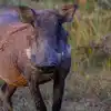 Wild Boar Killing Reward In Kerala,'കാട്ടുപന്നിയെ കൊല്ലുന്നതിന് 1500 ...
