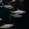 Miss Kerala Ornamental Fish Price,ബ്രിട്ടീഷുകാരൻ പേരിട്ട മലയാളി സുന്ദരി ...