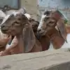 Indian Goat Uae Market,ബലിപെരുന്നാൾ; യുഎഇ വിപണി കീഴടക്കി ഇന്ത്യൻ ആടുക ...