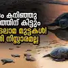 Turtle Trails Project For Kerala,കടലാമകളുടെ മുട്ടയിടൽ സീസണി ...