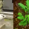 Importance Of Tulsi,തുളസിത്തറയുടെ മാഹാത്മ്യം - how to worship tulsi ...