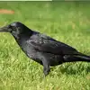 Crow Meat,ആ നടന്‍റെ സൗന്ദര്യ രഹസ്യം കാക്കയിറച്ചി; കാക്കയിറച്ചി ...