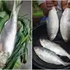 Pulasa Fish,ഒരു മീൻ; കിലോഗ്രാമിന് വില 5,000 രൂപ മുതൽ 17,000 രൂപ വരെ ...