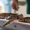 Kozhikode Man Travels With Python,അടിച്ചു 'പാമ്പായി' പെരുമ്പാമ്പുമായി ...