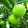 Health Benefits Of Sweet Lemon,Sweet Lemeon: മുസംബി കഴിച്ചാല്‍ ഗുണങ്ങള് ...