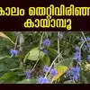 Kayamboo Flower,കാലം തെറ്റിവിരിഞ്ഞു കായാമ്പൂ, ഇവിടെ കാറ്റിന് സുഗന്ധം ...