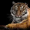 Wild Animals Attack Wayanad,വയനാടന്‍ കാടുകളില്‍ മൃഗങ്ങള്‍ പെരുകിയോ ...