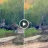 Leopard Vs Honey Badger,इवल्याशा प्राण्यानं एकाच वेळी घेतला ३ ...