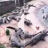 Chicken's Escape from Crocodile Float for Save Her Life Video Viral; १ ...