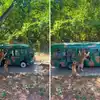 Animal Video Tiger Fallow Tourist Bus in Jungle Safari - पर्यटकांनी ...