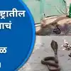 Nag Panchami Special Story of Shetphal village in Karmala Solapur Where ...