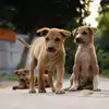 Which 5 Animals Cause To Rabies Infection Other Than Dog Know Symptoms ...