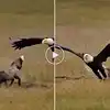 Eagle steals the rabbit from fox Animal Fight Video - गरूडानं उडवला ...