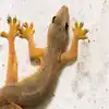 Seven Month Old Baby Girl Put Lizard In Mouth When Mother Doing House ...
