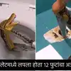 Animal Video 12 Feet long Python found in Bathroom in Thailand - हात ...