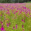 Kaas Pathar Flower Season Over One Crore Fifty Lakh Revenue Generate ...