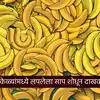 Optical Illusion Puzzle Can You Spot The Hidden Snake Among Bananas ...