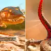 How to Attack The Golden Tailed Gecko Animal Video - या सरड्यासमोर साप ...