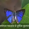 Rare Butterfly Species Discovered In Western Ghats After 33 Years Photo ...