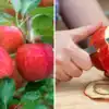 How To Keep Apple Colour Fresh After Cutting : कापल्यानंतर सफरचंदाचा ...