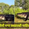 Animal Video: हत्तीच्या आकाराएवढी मगर तुम्ही पाहिली आहे का? हा व्हायरल ...