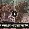 Animal Video: Leopard see himself in Mirror first time | बिबट्यानं ...