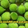 How To Make Kantoli Ranbhaji Recipe : पावसाळ्यात सर्वात ताकदवान ...