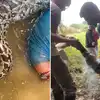 7 Foot Python While Fishing Snake Video Goes Viral: नदीत मासेमारी ...