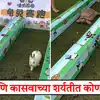 Running competition between Rabbit and Tortoise to see who will win ...