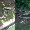 Animal Video Viral Python vs Crocodile Fighting Who Will Win | मगर आणि ...