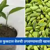 How To Grow Elaichi Or Cardamom Plant AT Home Pot; घरच्या कुंडीत वेलची ...