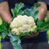 How to remove Insects from Cauliflower; स्वयंपाक करण्यापूर्वी कोबीचे ...