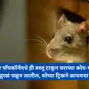 Popcorn Home Remedies for Get Rid Of Home Rats; घरातील उंदीर व झुरळांना ...