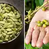 How To Plant Elaichi Or Cardamom At Home in 7 day ; घरी वेलची ...