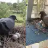 Vastu Tips Pigeon's Nest : कबुतराचे घरटे घराजवळ असणे शुभ की अशुभ