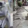 Mother Monkey And Her Baby Die From Electric Shock;वीजेच्या धक्क्याने ...