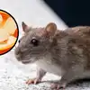 Home Remedies For Get Rid Of Rats; घरातील उंदीर पळवण्यासाठी घरगुती उपाय ...